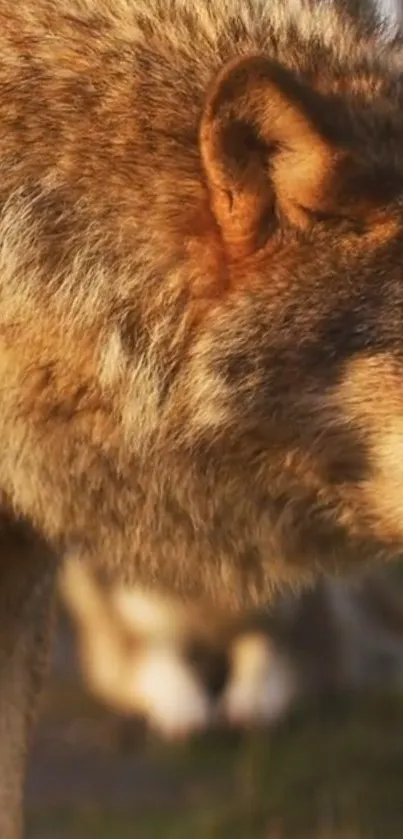 Close-up of a majestic wolf in warm golden sunlight.