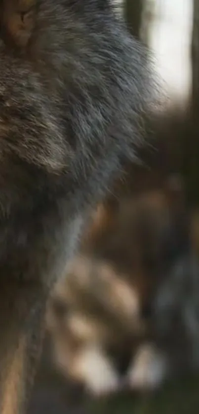 Close-up of a wolf in a forest setting, showcasing nature's beauty.