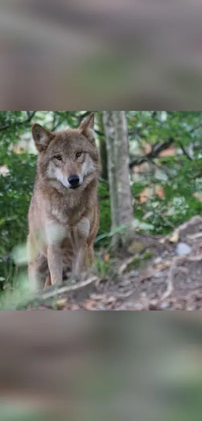 Wolf standing in a green forest, serene nature background.