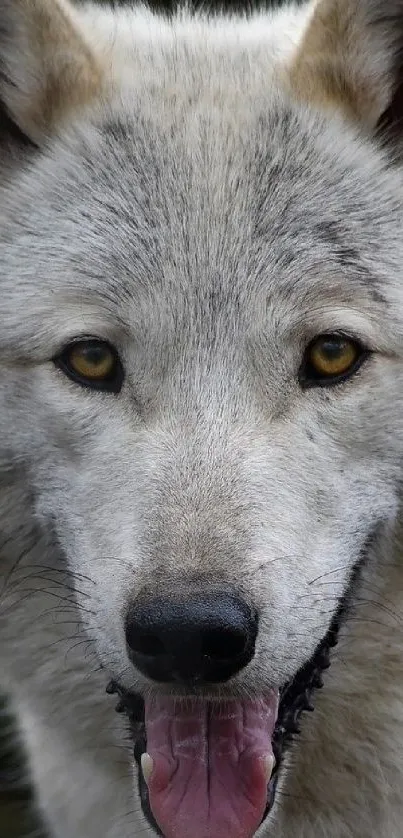 Majestic grey wolf in a natural forest setting.