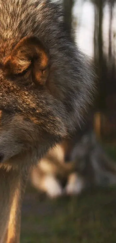 Majestic wolf gazing in a serene forest setting.