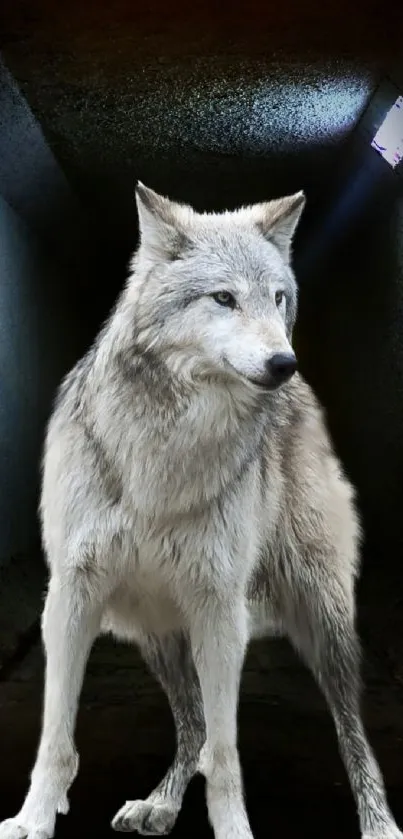 Majestic wolf stands in a dimly lit urban tunnel.