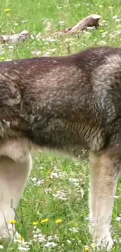 Majestic wolf in a green meadow with wildflowers.