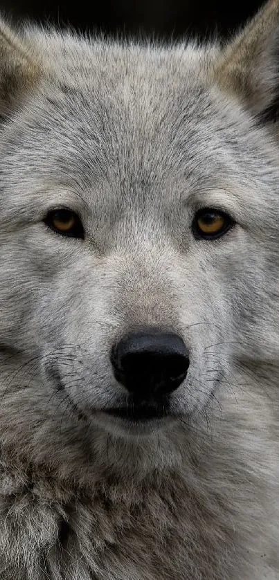 Gray wolf in a forest setting, epitomizing wildlife beauty.