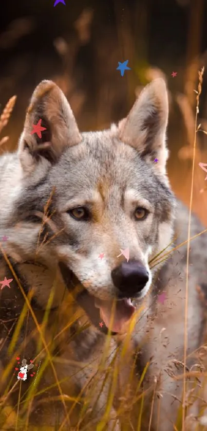 A majestic wolf in tall golden grass with whimsical stars.