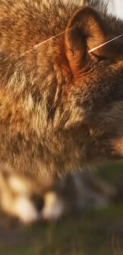 Majestic wolf with earthy fur in natural wilderness setting.