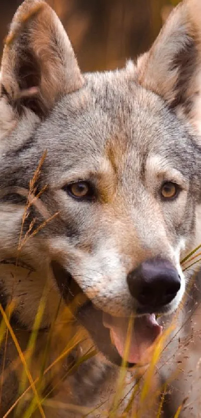 Majestic wolf roaming in golden wilderness.