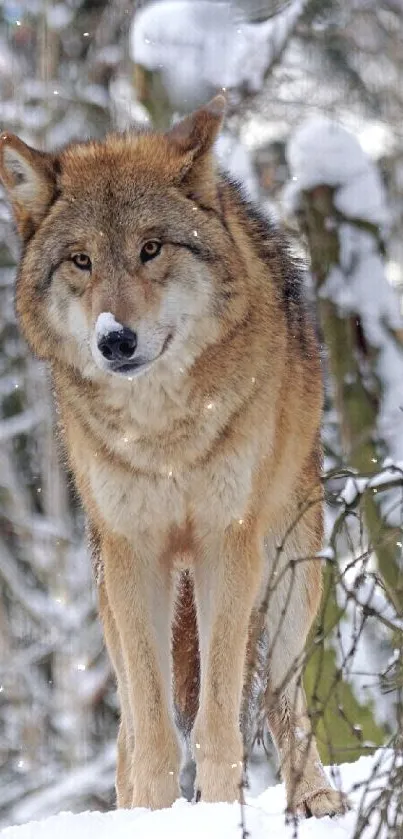 A majestic wolf standing in a snowy winter forest, surrounded by trees and snow.