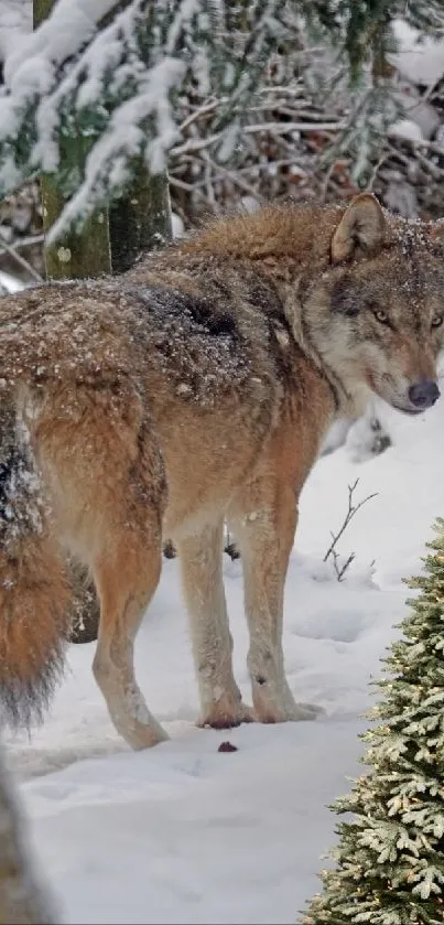 Wolf standing in snowy winter forest, surrounded by snow-covered trees.