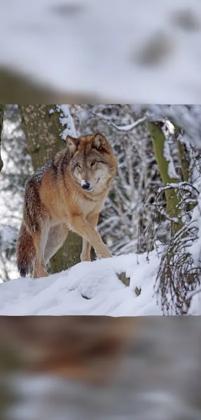 Majestic wolf standing in snowy forest backdrop.