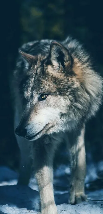 Majestic wolf in the snow-covered forest.