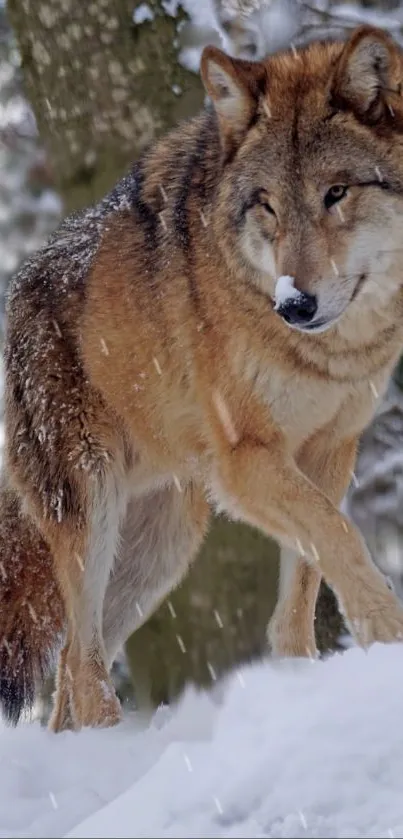 Majestic wolf standing in snowy winter forest.