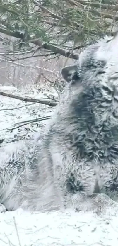 Majestic wolf howling in snowy forest wallpaper.