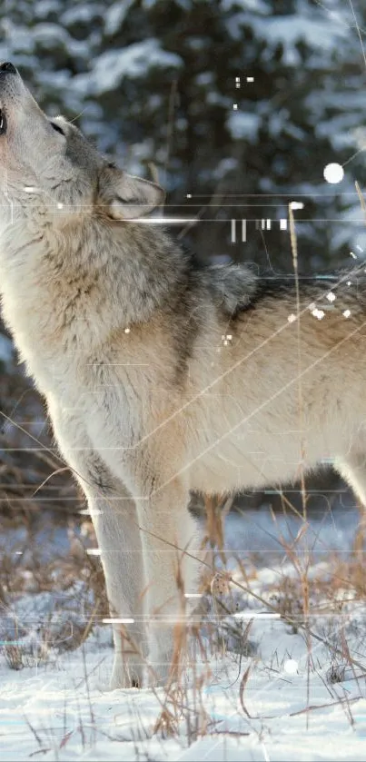 A majestic wolf howling in a snowy forest winter scene.