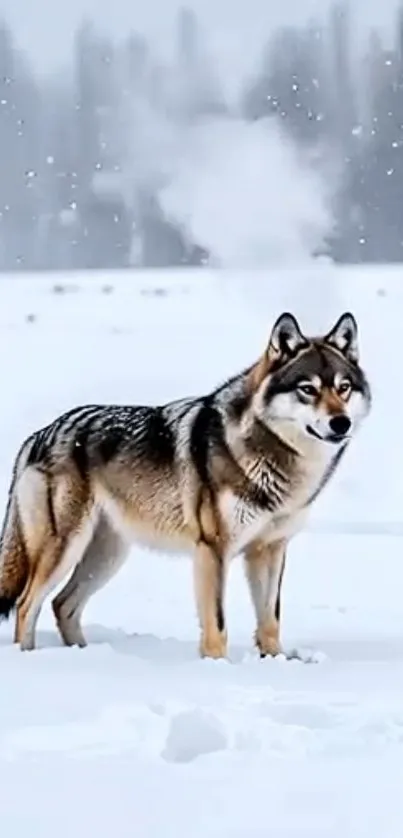A wolf standing in a snowy winter landscape.