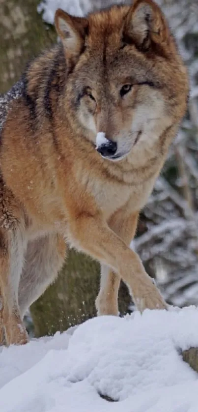 Majestic wolf standing in snow-covered forest