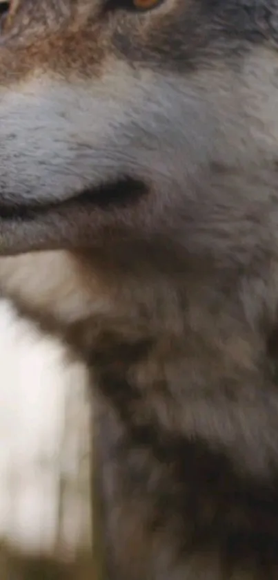 Close-up of a majestic wolf in a natural setting, captured in high definition.