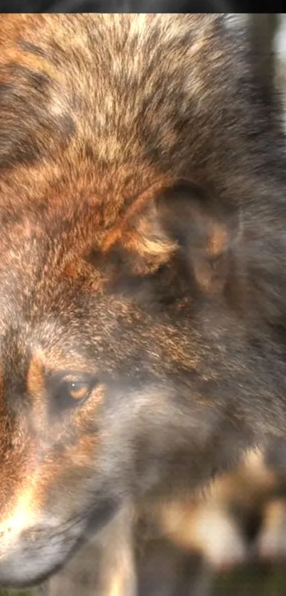 Close-up of a majestic wolf in golden brown hues.