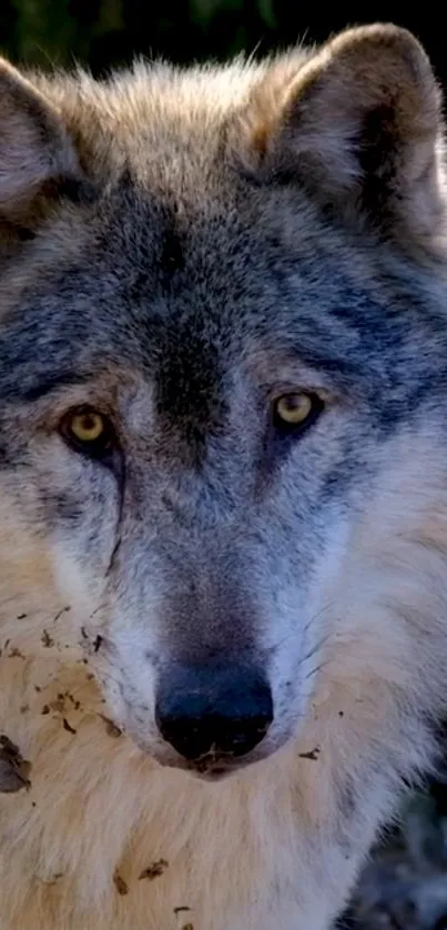 Close-up of a majestic wolf in natural light, perfect for a mobile phone wallpaper.