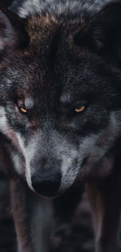 Majestic wolf in dark tones, gazing intensely.