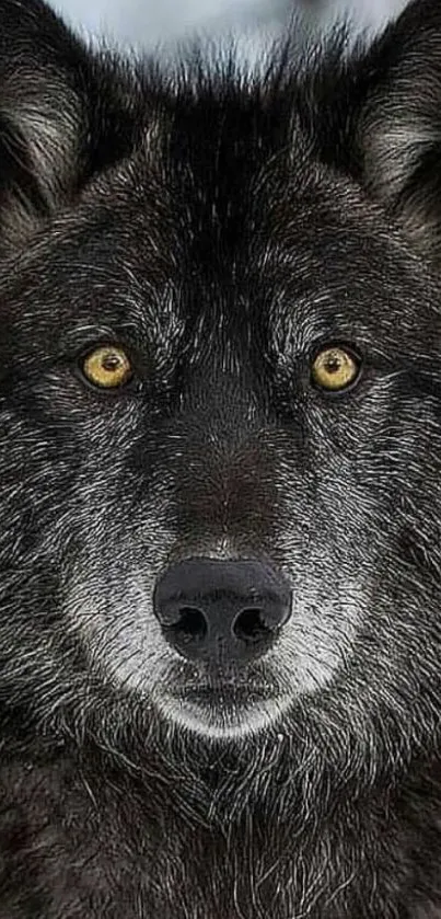 Close-up of a majestic wolf face with captivating yellow eyes.