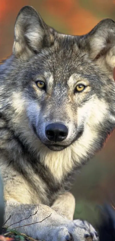 Majestic wolf portrait on forest background wallpaper.