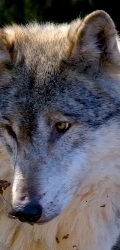 Majestic grey wolf portrait with fierce eyes in nature setting.