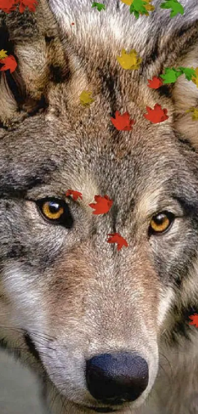 Majestic wolf facing forward in mobile wallpaper.