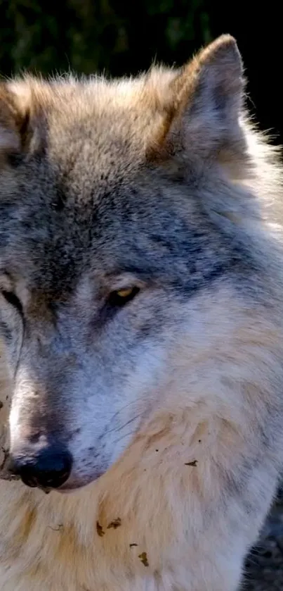 Majestic gray wolf with serene expression in natural setting.