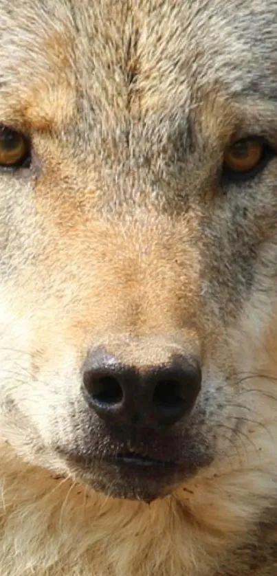 Close-up of a wolf's face with tan and gray fur, focusing on its intense eyes.