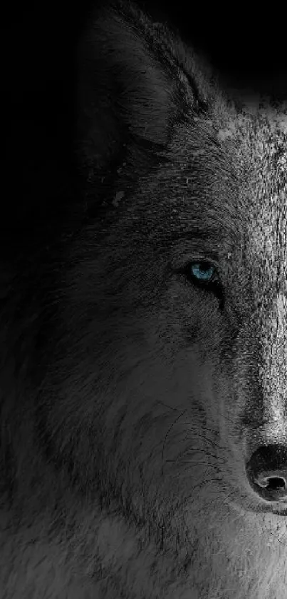 Majestic wolf with blue eyes on a dark background mobile wallpaper.