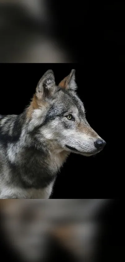 Majestic wolf on a black background, striking mobile wallpaper.