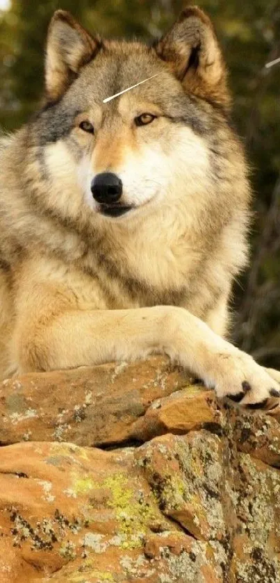 Majestic wolf resting on brown rocky terrain with forest backdrop.