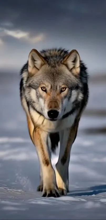 Lone wolf walking across snowy landscape.