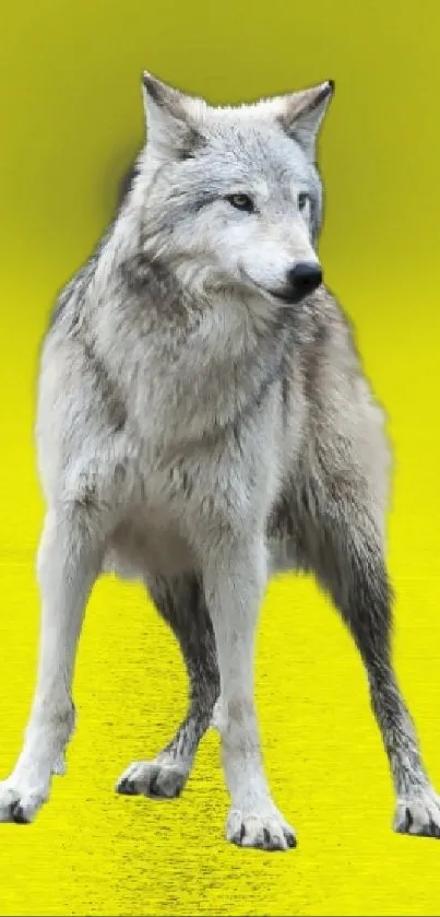 Majestic wolf on vibrant yellow background wallpaper.