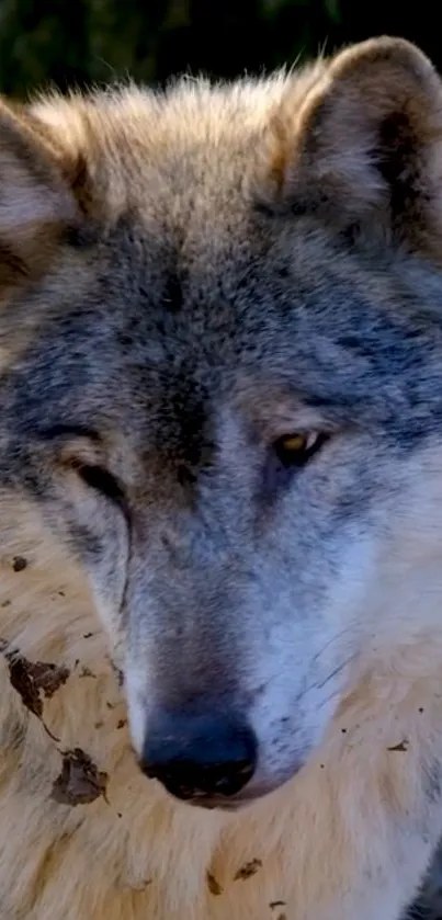 Close-up of a gray wolf with piercing eyes.