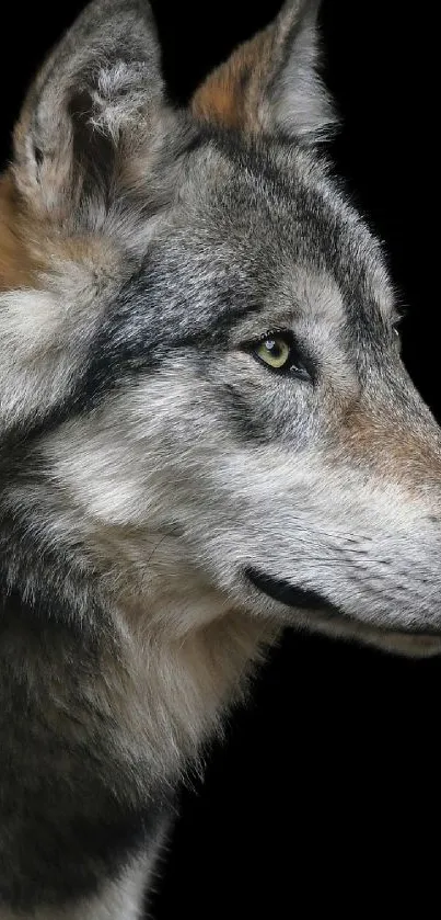 Majestic wolf against a black background, perfect for nature-themed wallpapers.