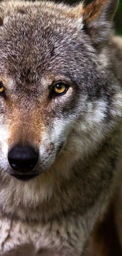 Close-up of a majestic wolf with intense gaze, ideal for wallpaper.