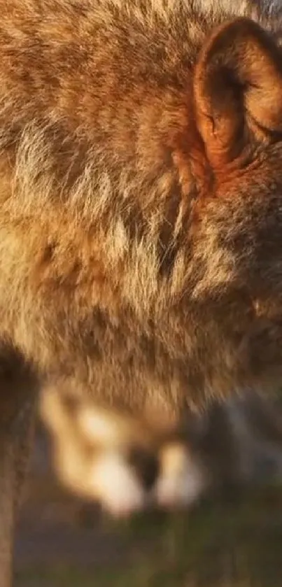 A close-up shot of a wolf's face showcasing its majestic fur in brown tones.