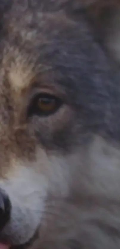 Close-up portrait of a majestic wolf with a serene, natural background.