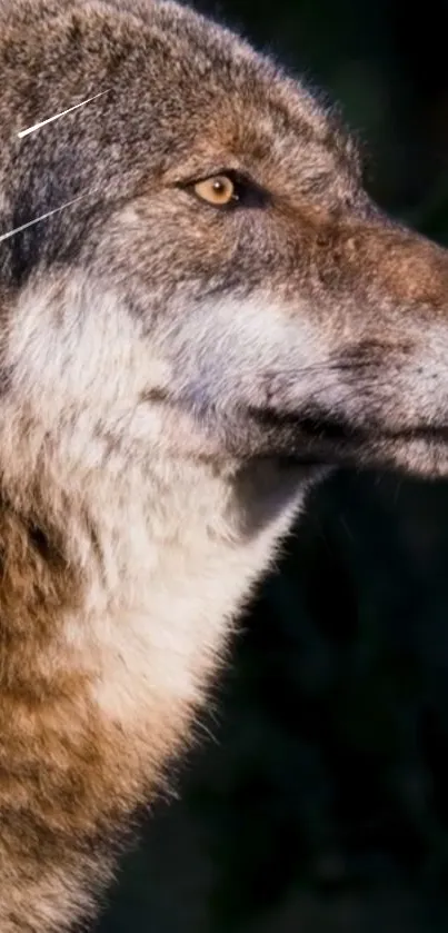 Close-up of a majestic wolf with detailed fur and expressive eyes.