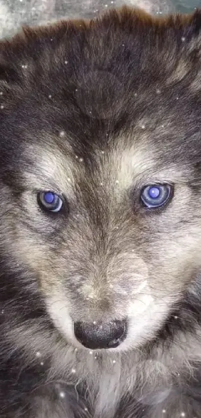 Adorable wolf pup with blue eyes in a mystical forest wallpaper.