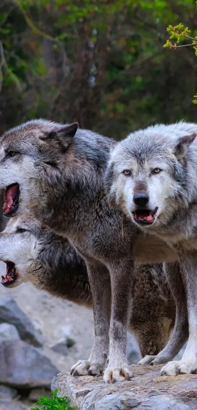 Three majestic wolves standing on rock in a forest setting.