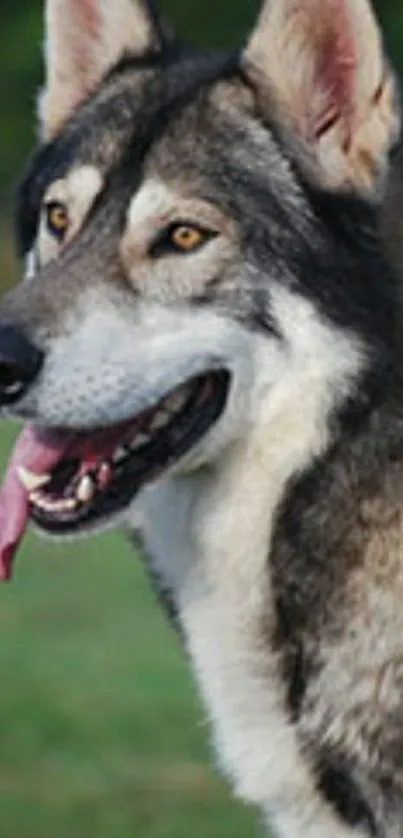 Majestic gray wolf with piercing eyes in nature background.