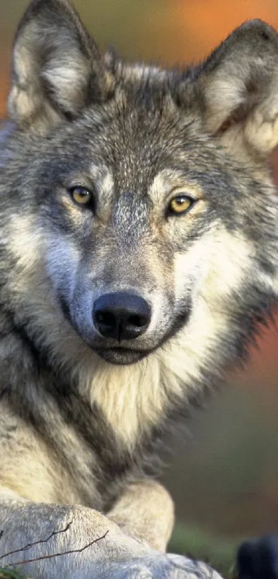 Majestic wolf portrait captures natural beauty in vivid detail for mobile wallpaper.