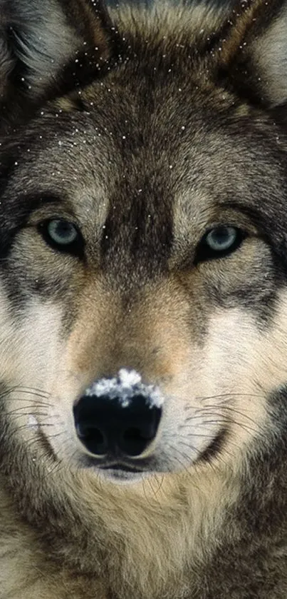 Majestic wolf with piercing eyes in a natural setting.