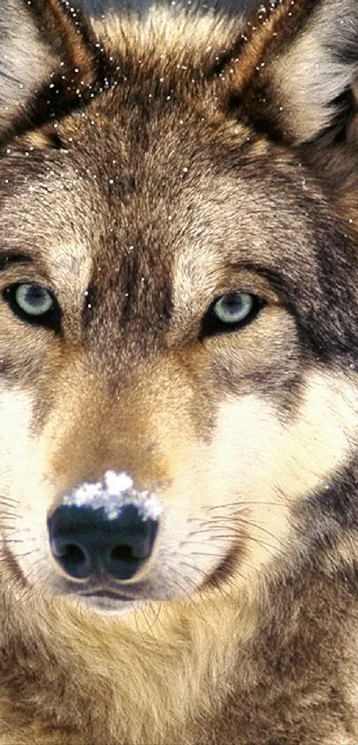 Close-up of majestic wolf with captivating eyes in natural habitat.