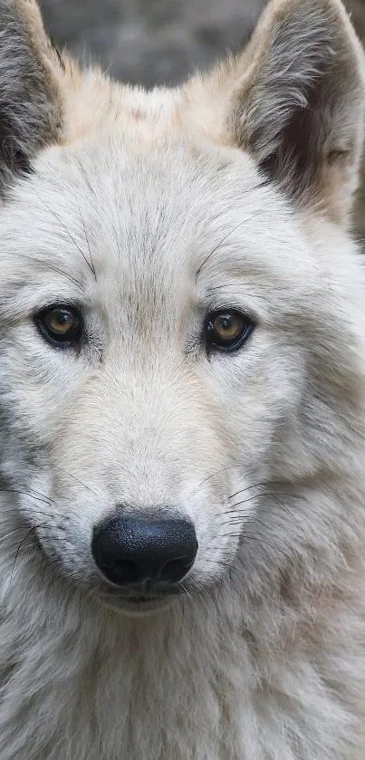 Majestic wolf standing among rocky terrain.