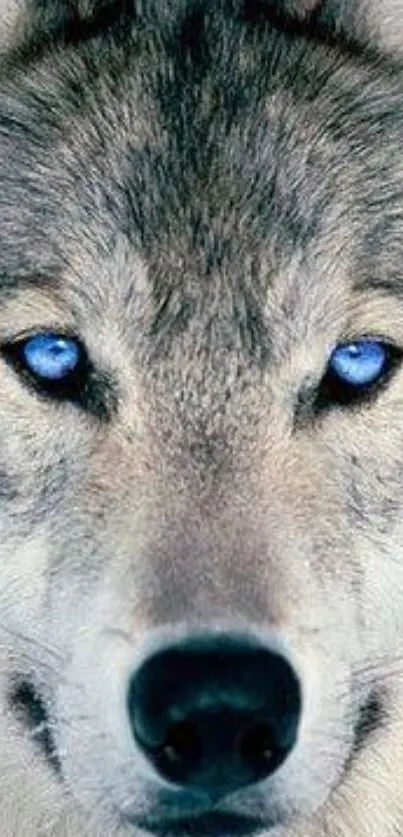 Close-up of a majestic wolf with striking blue eyes.