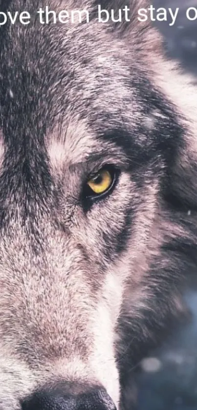 Close-up of a wolf with striking yellow eyes and detailed fur.